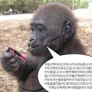 관산성 한우 이미지