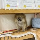 러블리캣독 의정부고양이분양 강아지분양 | 의정부 애견샵으로 유명한 곳 <러블리캣독 의정부고양이 강아지> (ft. 의정부역 1분거리)