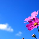 코스모스 이미지