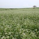 메밀꽃 필 무렵 이미지