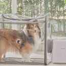 펫 목욕하는날 이미지