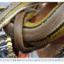 인도네시아 여성, 거대 비단뱀 뱃속에서 숨진 채 발견 이미지