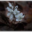 변산바람꽃 이미지