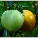 용산농장 이미지