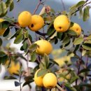 &#39;힘줄 뼈 튼튼&#39; 관절·소화기 질환에 좋은 ‘모과’ 이미지