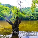 주왕산주산지송현민박 | 청송 가볼만한곳 주산지 입장료 주차 멋진 풍경