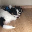 홍단 네이버블로그