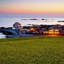 유채꽃향기처럼 이미지