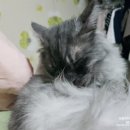 그루밍 시옷 이미지