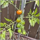 BH팜 | 노치원 따뜻한 마음의 쉼터, 초아주간보호센터 체험기