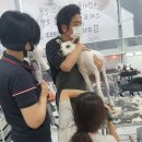 한국진도견협회 | 남양주 다산동 다산애견미용, 남양주애견미용 보호자님과 함께하는 진돗개 진순이 미용후기