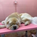 마이핫독 이미지