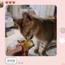 공스케이크