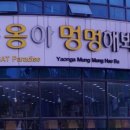 야옹아 멍멍해봐 이미지