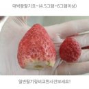 하하네상콤딸기