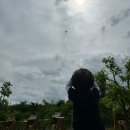 팜더랑