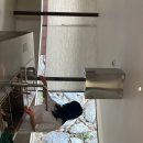 빌라누트 이미지