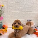 개멋지개 이미지