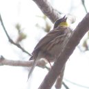 장미찻집 이미지