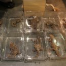 반송동271 | 사막에디션 !! 유로메스틱스 레드개리 , 엘레강스게코 도마뱀 입고소식 전해드려요~!