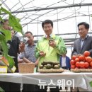 한마음토마토 이미지