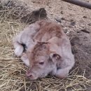 람세스한우농장 이미지