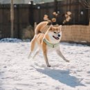 빵귤맨숀 이미지