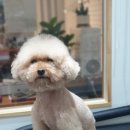 바니이발소 이미지