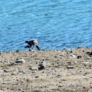 오리사냥 이미지