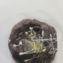 테베르베이크
