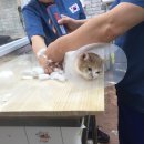 이쁘냥 고양이 미용실 이미지