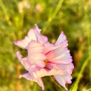 호암공원화장실(호암) 이미지