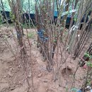 천국나무농원 이미지