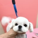 양파살롱 이미지