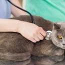 정 메디컬 동물병원 이미지