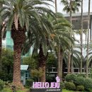 여자 혼자 제주도 스쿠터 여행. 스쿠터 렌탈샵 제주도스쿠터천국 줌마 대여 후기