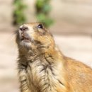 하우스랜드 | 경기 용인 가볼만한 곳｜에버랜드 뿌빠타운, 식당, 바오하우스, 동물원 후기