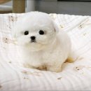 야옹아멍멍해봐 용인보정점 | 용인강아지분양 마음에든 후기