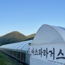 청년농부보부상 | 양평청년농부 아스파라거스 농장에 방문했어요 [구매후기&아스파라거스즙]