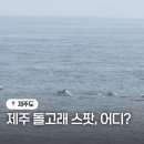 위치스팟 | 제주도 돌고래 스팟 어디? 진짜 많이 본 곳 위치 후기