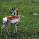 Yellow stone N P / Pronghorn Sheep 이미지