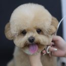 소문켄넬 이미지