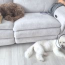 아루보리 이미지