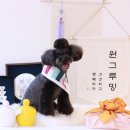 별그루밍 이미지