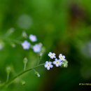 작고 귀여운 꽃마리꽃(꽃말이꽃) 이미지
