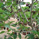 오디가개 이미지