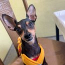 강림면386 | 강원도 횡성 1765 삽교 카페 / 양양, 횡성, 가평여행 / 강아지동반 여행 / 강아지동반 바다 수영 후기