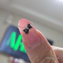 에이치(H)네일 | 가을 트위드네일 대전 둔산동 시청역 네일샵 네일룸에이치