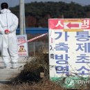 영암오리 이미지