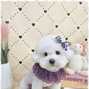 뽀송뽀송애견놀이방 이미지